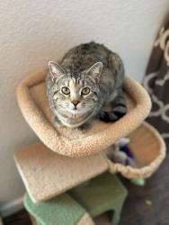 Lost Female Cat last seen 56th Ave and 27th St by Josephine Jones Park, Greeley, CO 80634