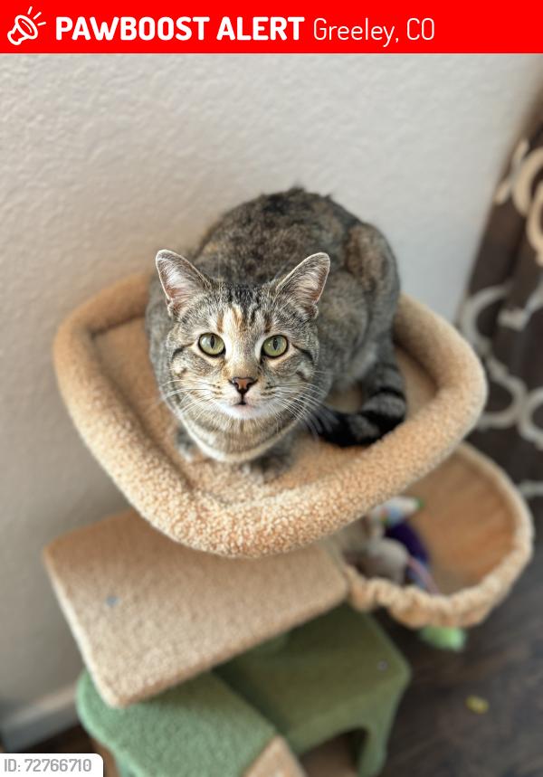 Lost Female Cat last seen 56th Ave and 27th St by Josephine Jones Park, Greeley, CO 80634