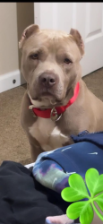 Lost Male Dog last seen egypt central , Memphis, TN 38128