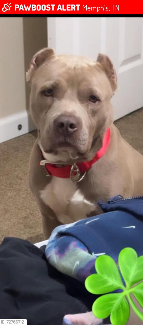 Lost Male Dog last seen egypt central , Memphis, TN 38128