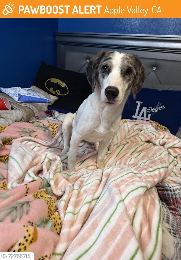 Found/Stray Female Dog last seen Reata Rd, Apple Valley, CA 92308