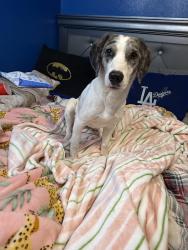 Found/Stray Female Dog last seen Reata Rd, Apple Valley, CA 92308