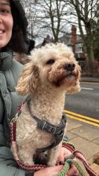 Lost Male Dog last seen Cavendish Road, West Didsbury, England M20