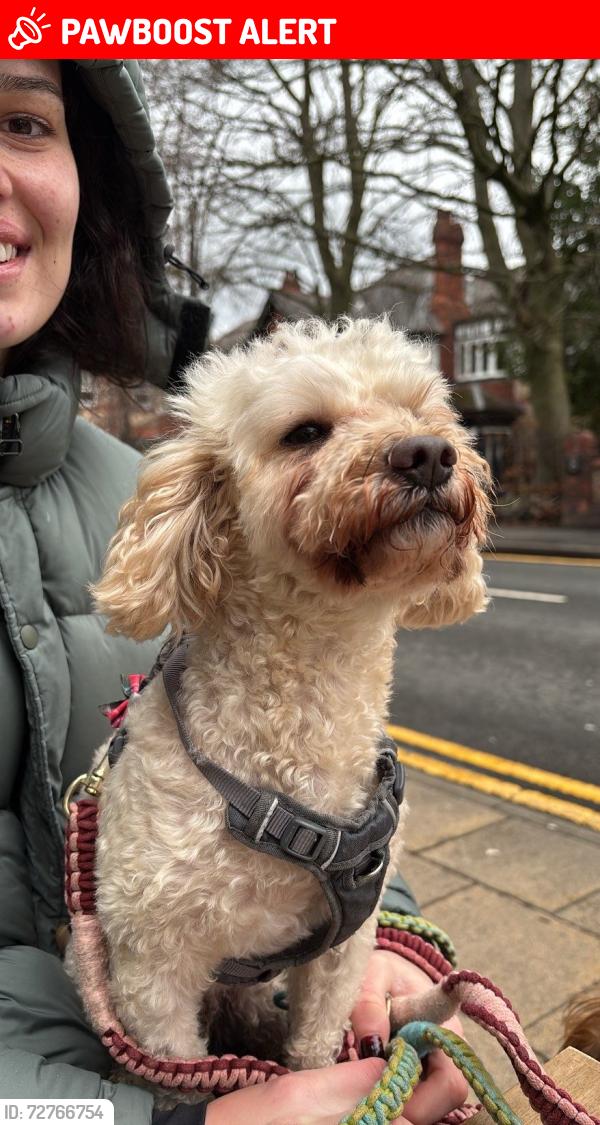 Lost Male Dog last seen Cavendish Road, West Didsbury, England M20