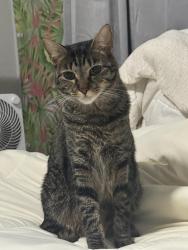 Lost Female Cat last seen Aspen Height apmts, Cove Commons apmts, 10 minutes from USF, Tampa, FL 33613