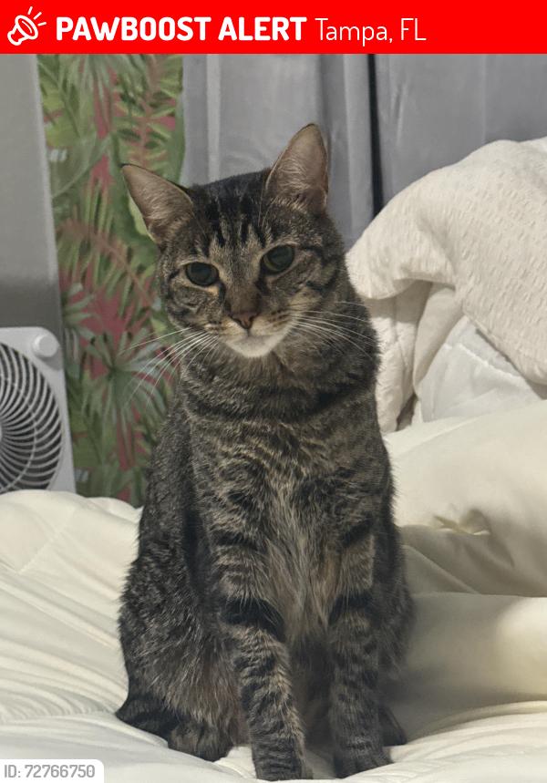Lost Female Cat last seen Aspen Height apmts, Cove Commons apmts, 10 minutes from USF, Tampa, FL 33613