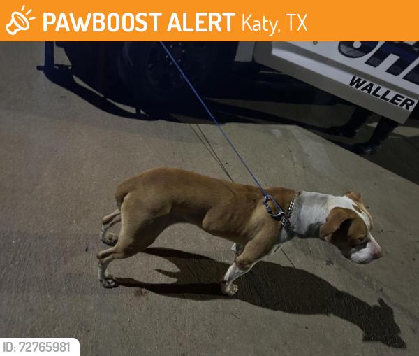 Found/Stray Male Dog last seen freman ranch and Texas pecan, Katy, TX 77493