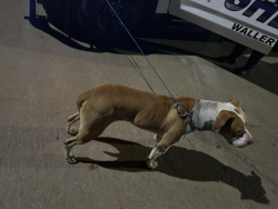 Found/Stray Male Dog last seen freman ranch and Texas pecan, Katy, TX 77493