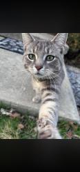 Found/Stray Male Cat last seen Eddy St and Verle Ave, Ann Arbor, MI 48108