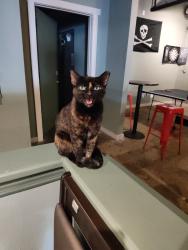 Lost Female Cat last seen Commerce Dr and Missouri Ave N, Largo, FL 33770