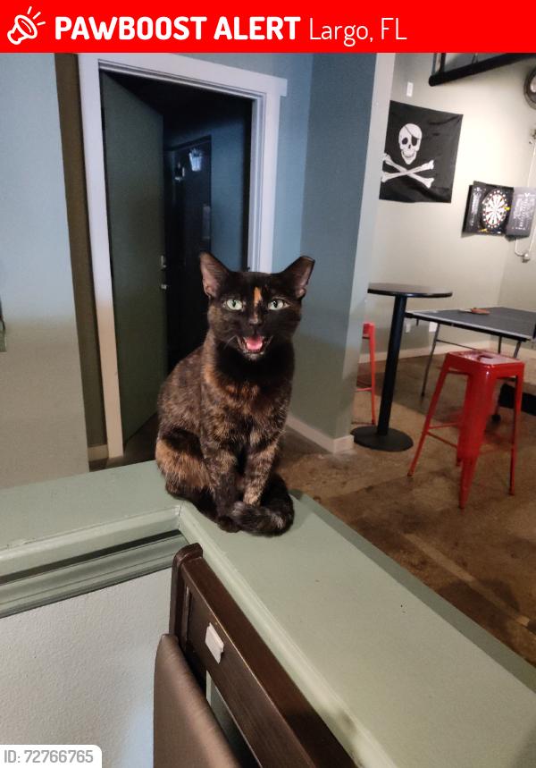 Lost Female Cat last seen Commerce Dr and Missouri Ave N, Largo, FL 33770