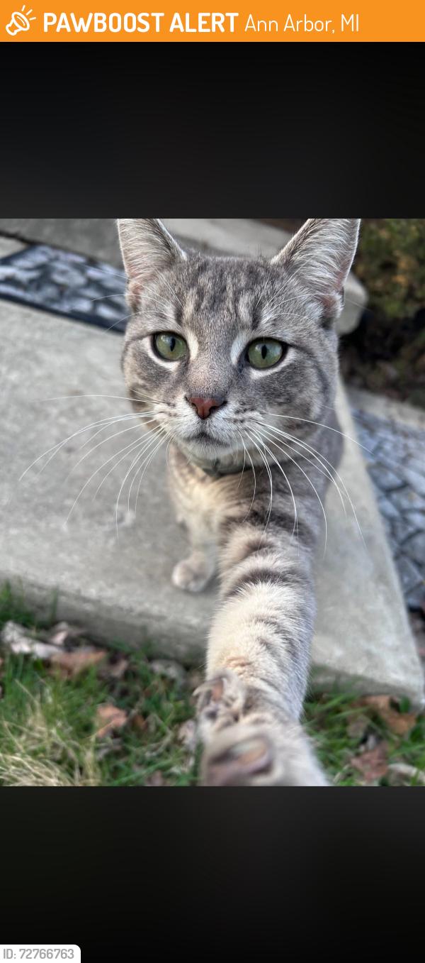 Found/Stray Male Cat last seen Eddy St and Verle Ave, Ann Arbor, MI 48108