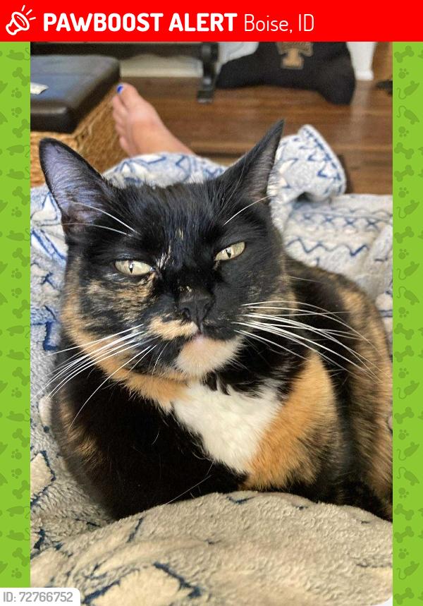 Lost Female Cat last seen Vista Ave and Kathryn Cr, Boise, ID 83705