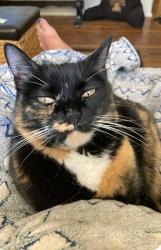 Lost Female Cat last seen Vista Ave and Kathryn Cr, Boise, ID 83705