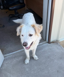 Lost Male Dog last seen First St  & Montgomery , Sherman, TX 75090