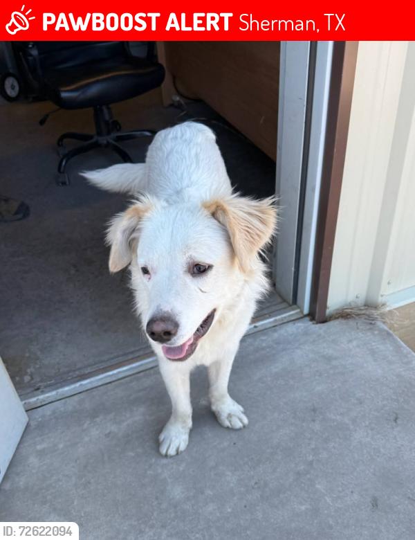 Lost Male Dog last seen First St  & Montgomery , Sherman, TX 75090