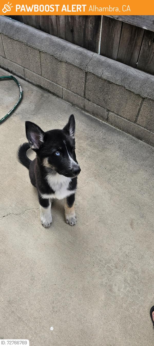 Found/Stray Female Dog last seen Palmetto , Alhambra, CA 91801