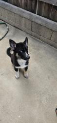Found/Stray Female Dog last seen Palmetto , Alhambra, CA 91801