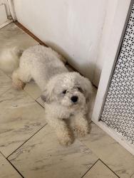 Lost Male Dog last seen Helen street, Hamden, CT 06514