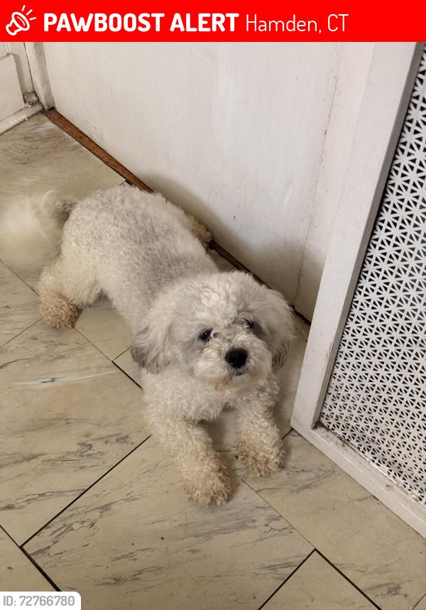 Lost Male Dog last seen Helen street, Hamden, CT 06514