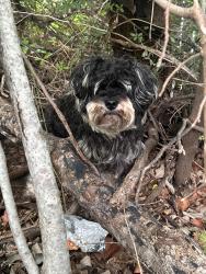 Found/Stray Male Dog last seen Found across from Linda Spurlock Park , North Richland Hills, TX 76180