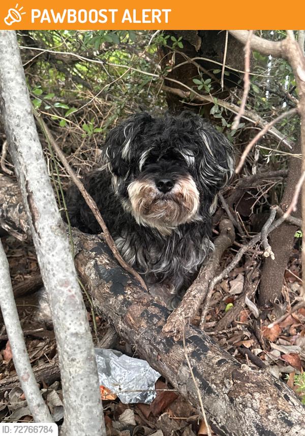 Found/Stray Male Dog last seen Found across from Linda Spurlock Park , North Richland Hills, TX 76180