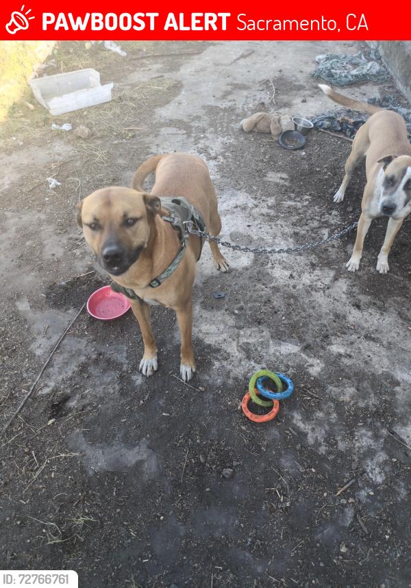 Lost Male Dog last seen Richards blvd and bercut dr, Sacramento, CA 95811