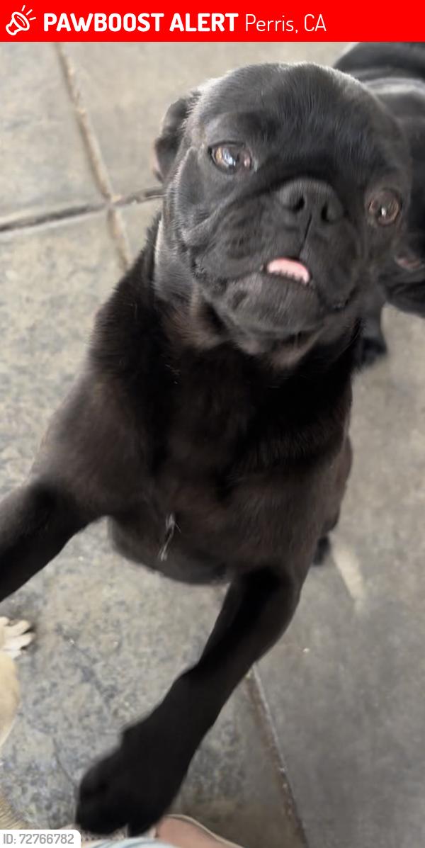Lost Female Dog last seen Citrus and Wilson ave, Perris, CA 92571
