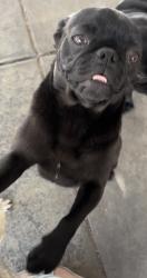 Lost Female Dog last seen Citrus and Wilson ave, Perris, CA 92571
