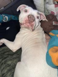 Found/Stray Female Dog last seen lake weir heights, Marion County, FL 32133