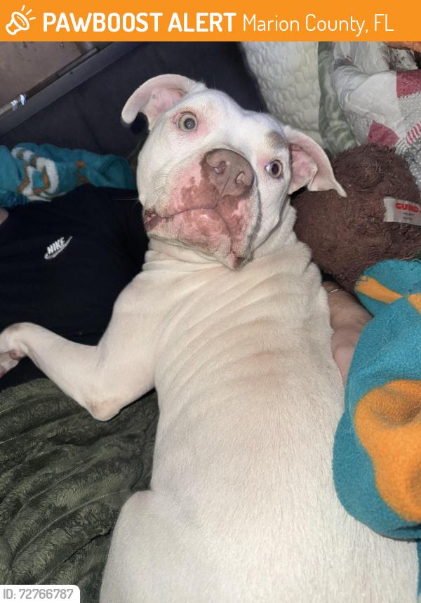 Found/Stray Female Dog last seen lake weir heights, Marion County, FL 32133