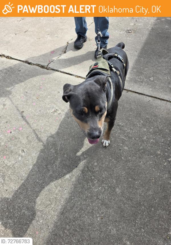 Found/Stray Female Dog last seen County Line rd , Oklahoma City, OK 73132