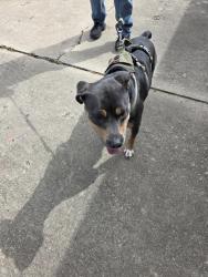 Found/Stray Female Dog last seen County Line rd , Oklahoma City, OK 73132