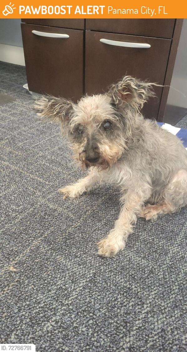 Found/Stray Female Dog last seen Near Navy Blvd, Panama City, FL 32408