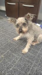 Found/Stray Female Dog last seen Near Navy Blvd, Panama City, FL 32408