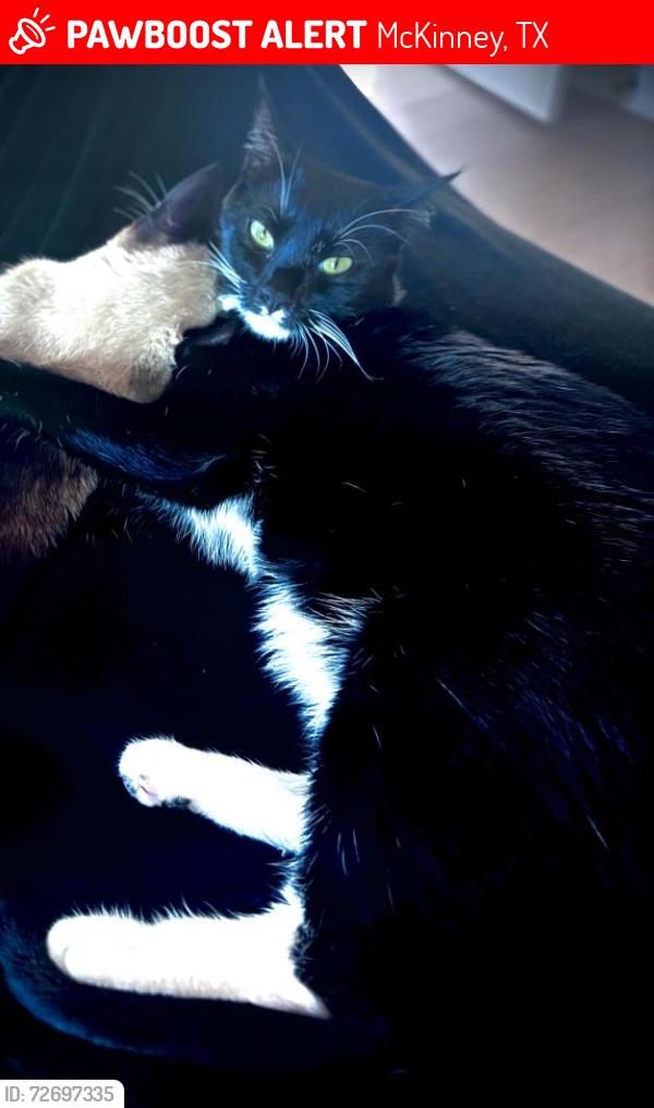 Lost Female Cat last seen Near Windermere Way, McKinney, TX 75072