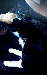 Lost Female Cat last seen Near Windermere Way, McKinney, TX 75072
