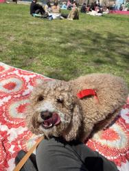 Found/Stray Female Dog last seen Fdr park, Philadelphia, PA 19145
