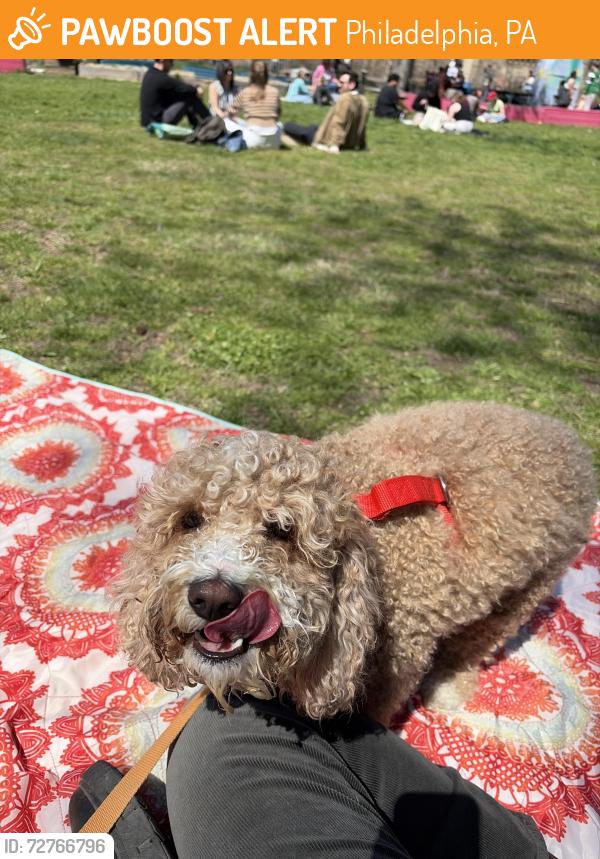 Found/Stray Female Dog last seen Fdr park, Philadelphia, PA 19145