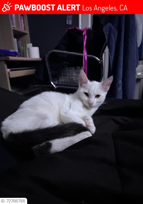 Lost Male Cat last seen George Washington Carver Park, Los Angeles, CA 90059