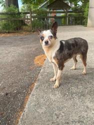 Found/Stray Male Dog last seen thrasher st and Park Dr, Norcross, GA 30071