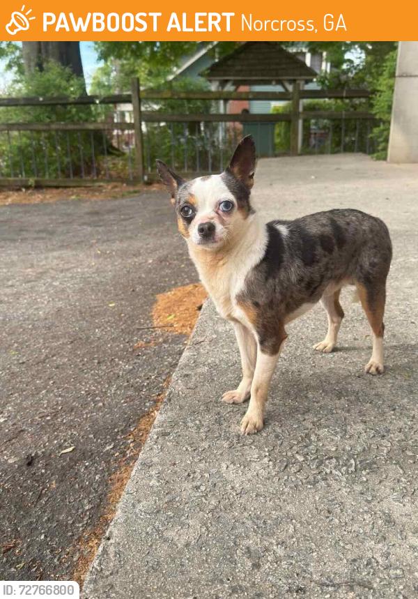 Found/Stray Male Dog last seen thrasher st and Park Dr, Norcross, GA 30071