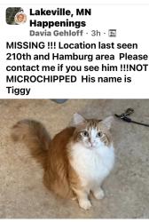 Lost Male Cat last seen 210th street and Hamburg, Lakeville, MN 55024