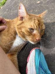 Found/Stray Female Cat last seen Around the stop sign at Huntcliff Pointe, Atlanta, GA 30350