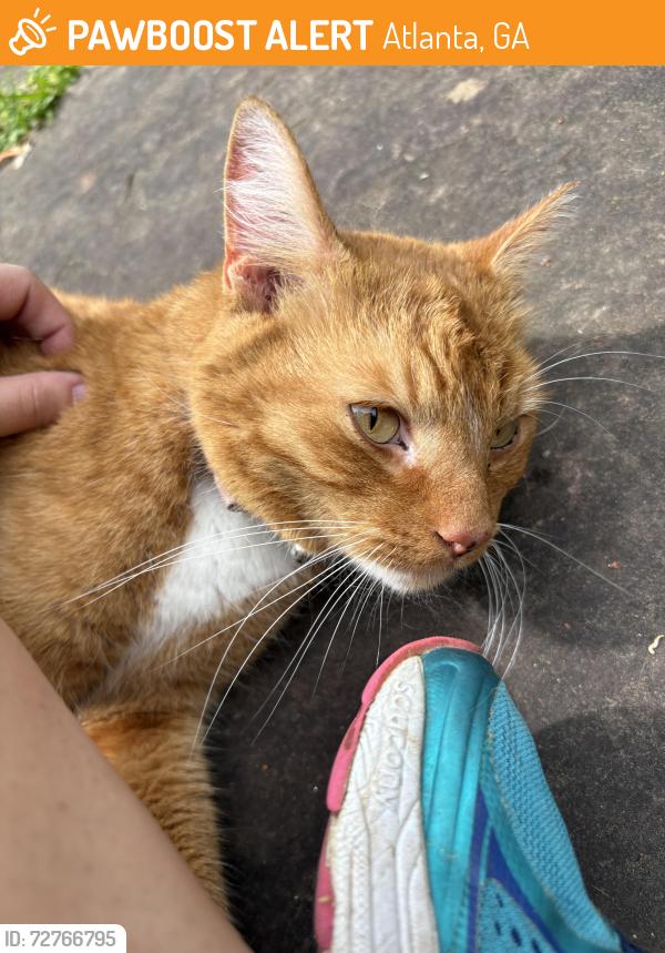 Found/Stray Female Cat last seen Around the stop sign at Huntcliff Pointe, Atlanta, GA 30350
