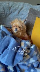 Lost Female Dog last seen Meade south lumpkin , Columbus, GA 31903