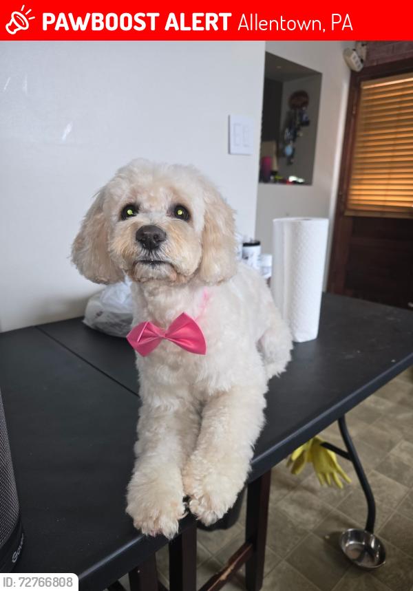 Lost Female Dog last seen Lehigh st and juanita st Allentown , Allentown, PA 18103