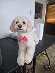 Lost Female Dog last seen Lehigh st and juanita st Allentown , Allentown, PA 18103