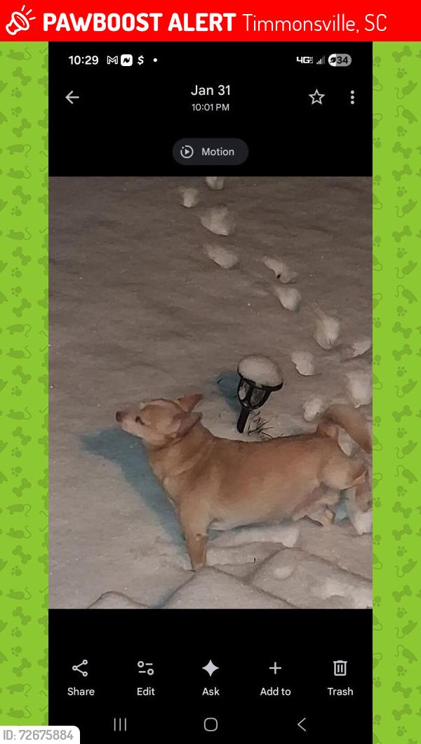 Lost Male Dog last seen S.hill rd , Timmonsville, SC 29161