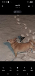 Lost Male Dog last seen S.hill rd , Timmonsville, SC 29161